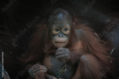 Borneo orangutan ( Pongo pygmaeus)