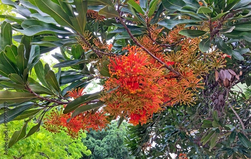 Red flowers and foliage of a Firewheel tree. Stenocarpus sinuatus photo