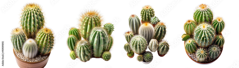 Various arrangements of clustered green cactus plants in pots with white background. Perfect for gardening and interior decor themes. Various arrangements of clustered green cactus plants in pots with white background. Perfect for gardening and interior decor themes.