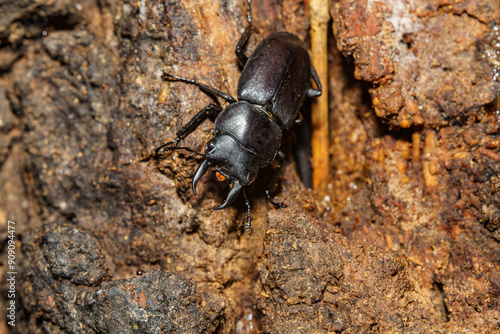 Wallpaper Mural 樹液に集まるヒラタクワガタ Torontodigital.ca