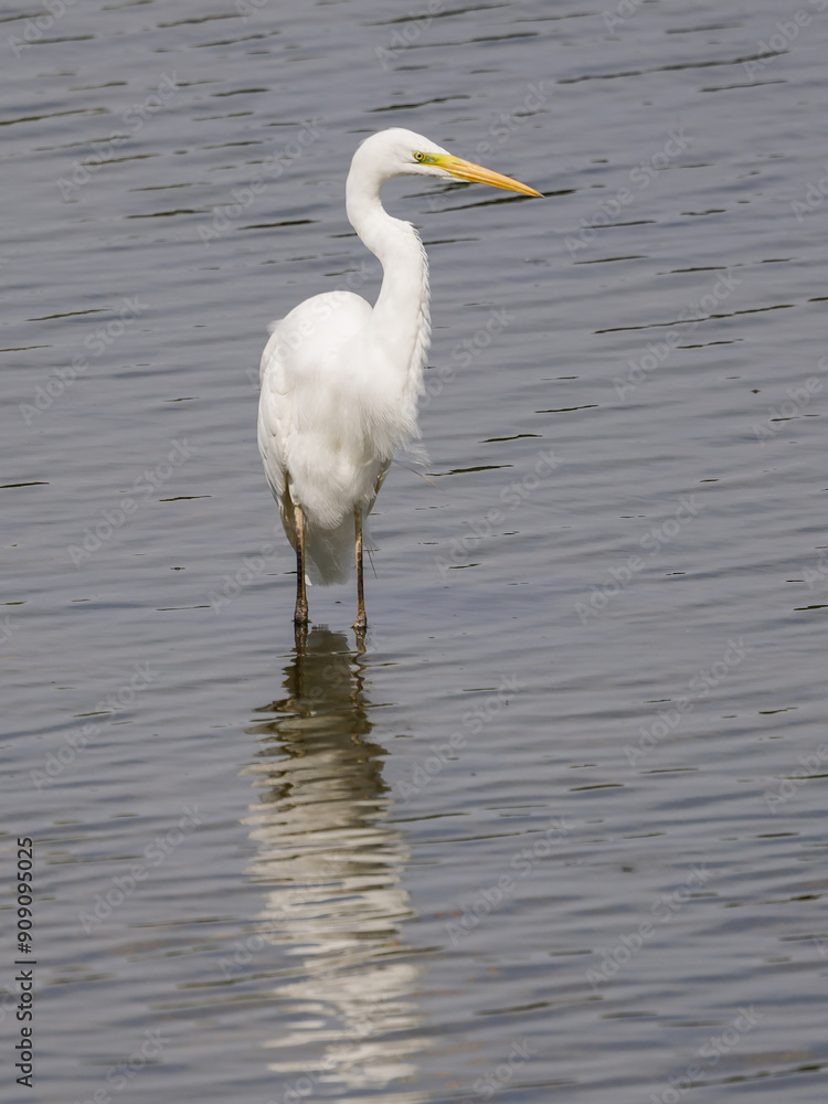 Great White Egret (Ardea alba) standing in a lake, front view. Great White Egret (Ardea alba) standing in a lake, front view.