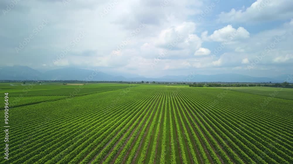 Vineyards of Italy. A large field of green grapes for winemaking against the backdrop of the majestic Alpine mountains. Vineyards of Italy. A large field of green grapes for winemaking against the backdrop of the majestic Alpine mountains.