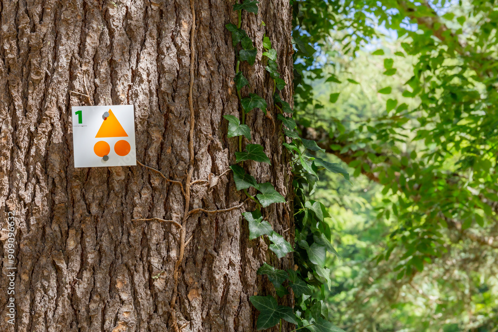 Naklejka premium mountain biking route marking sign on a tree. Bicycle route sign on a tree in the forest. Orange path cycling road sign in the woods on a trunk.
