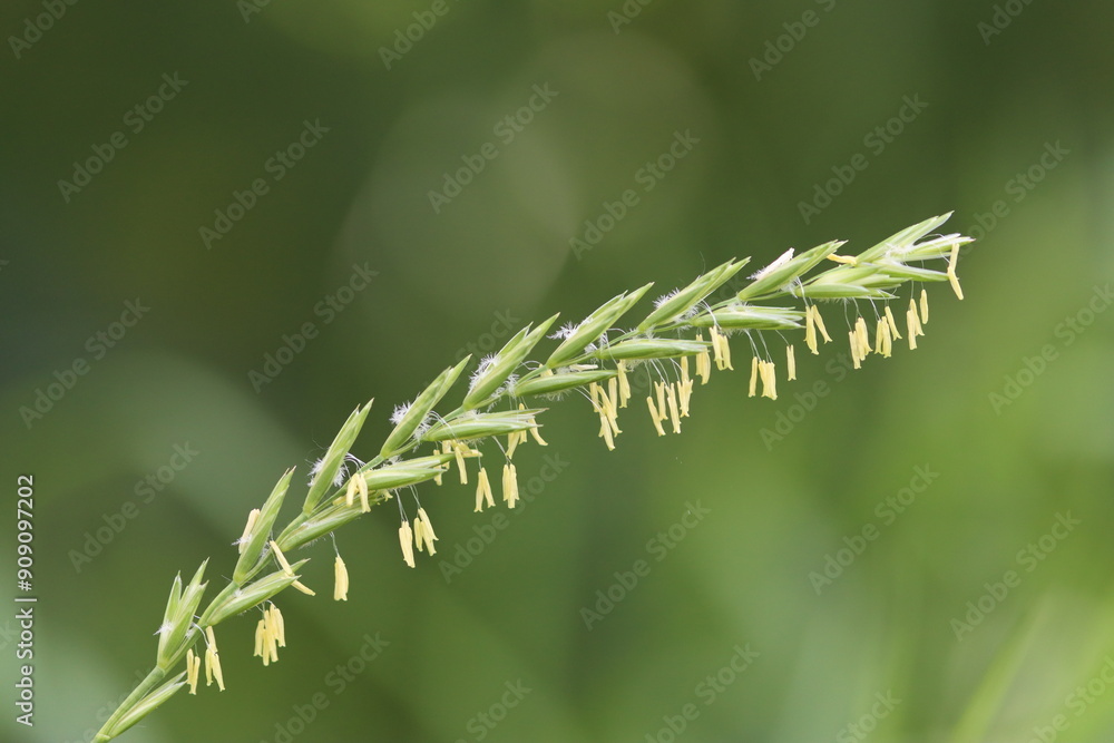 petals of grass, close up grass flowers, grass stem flowers, blossoms of grass petals of grass, close up grass flowers, grass stem flowers, blossoms of grass