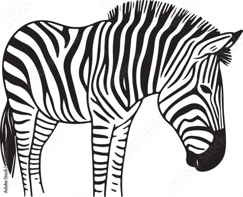 A Beautiful zebra line art design.