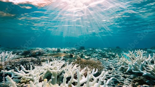 A large area of white coral in the ocean. The coral is surrounded by a clear blue water, and the sun is shining brightly on it. The scene is peaceful and serene