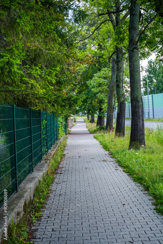 Quiet Paved Pathway Surrounded by Lush Greenery in Early Morning Light