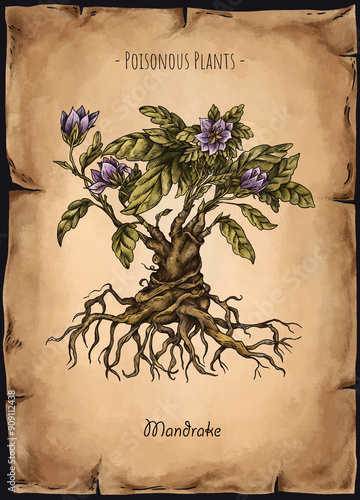 Vintage Poisonous Mandrake Flower, Witchcraft Magic Floral Illustration photo