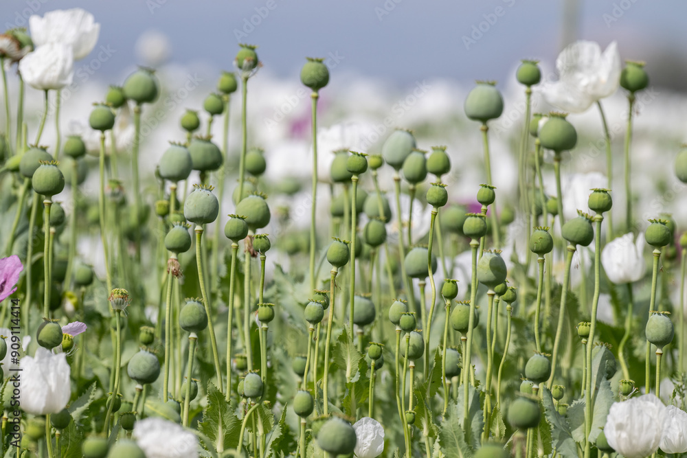 Obraz premium White poppy flower field in Burdur. White flower field.
