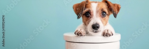 Playful Dog With Brown and White Fur in a Colorful Studio Setting
