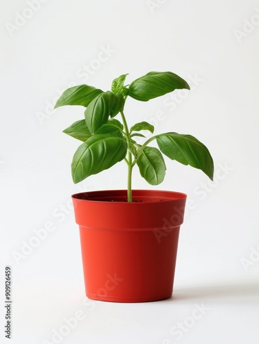 Fresh Basil Plant in Red Ceramic Pot on Isolated White Background 