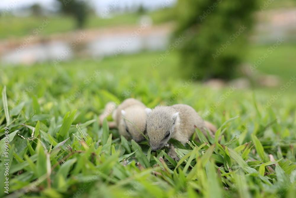 Baby squirrels looking out for their mother Baby squirrels looking out for their mother