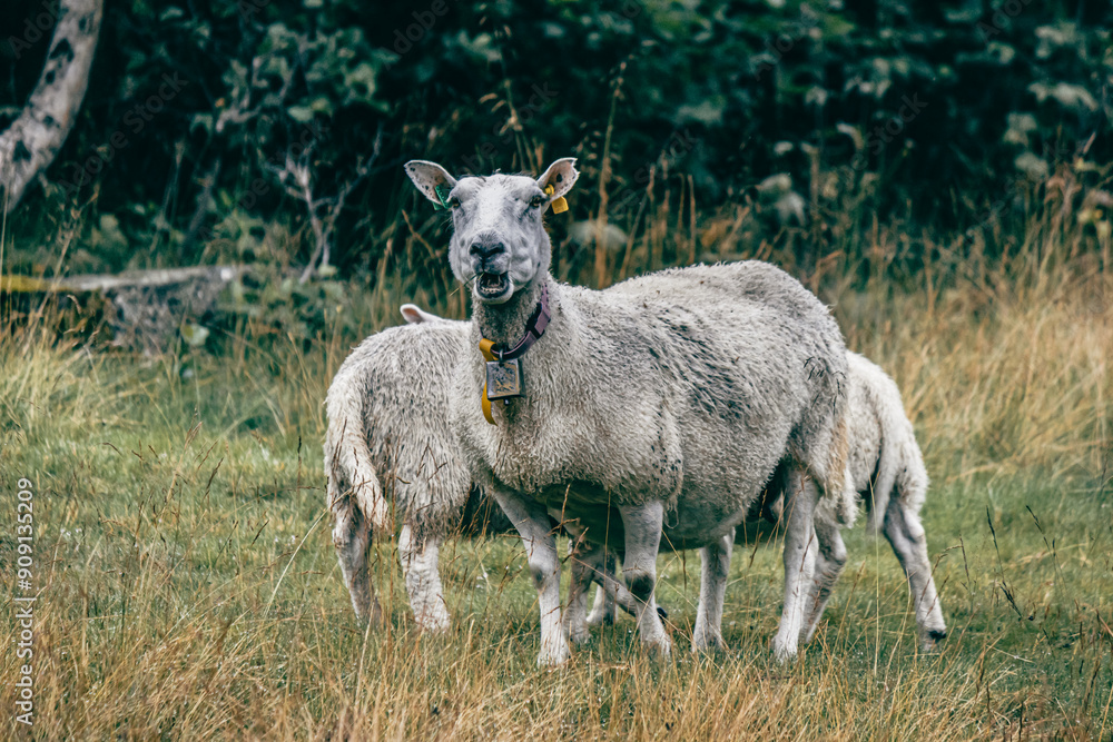 Beautiful sheep in Norway on the pasture. Beautiful sheep in Norway on the pasture.
