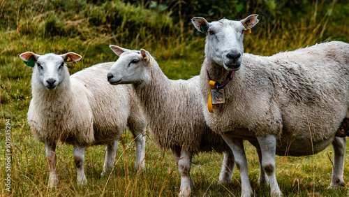 Beautiful sheep in Norway on the pasture.