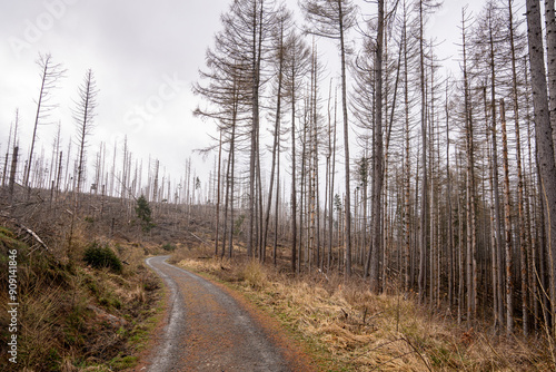 Broken forest with dead trees and broken trees