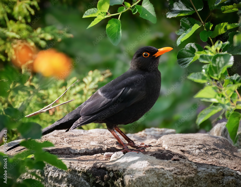 Blackbird (Turdus merula) with a vivid orange beak stands in the nature. Blackbird (Turdus merula) with a vivid orange beak stands in the nature.