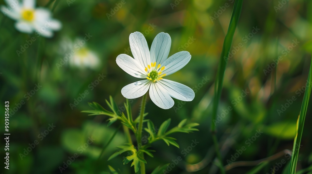 White and yellow flower in green field under sunlight White and yellow flower in green field under sunlight