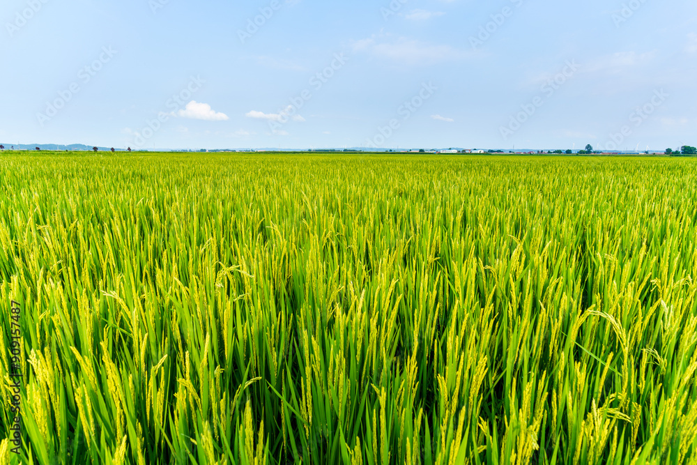 Large-scale rice fields planted in Northeast China in July Large-scale rice fields planted in Northeast China in July