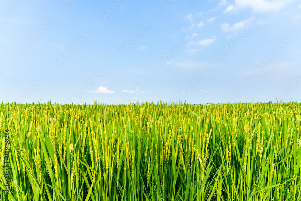 Large-scale rice fields planted in Northeast China in July Large-scale rice fields planted in Northeast China in July