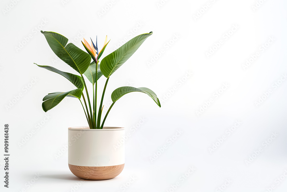 Indoor plant with bird of paradise in minimal white pot.fresh indoor plant mockup isolated background Indoor plant with bird of paradise in minimal white pot.fresh indoor plant mockup isolated background