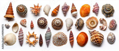 Exotic seashells in different shapes and colors on a white background photo