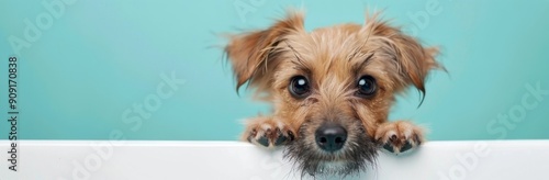 Small Dog in a Bath Staring Up Against a Colorful Background