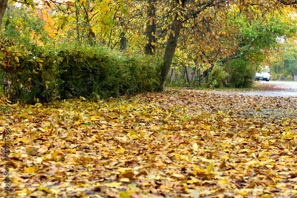 Autumn. Yellow leaves lie like a carpet on the road. Close-up. Autumn. Yellow leaves lie like a carpet on the road. Close-up.