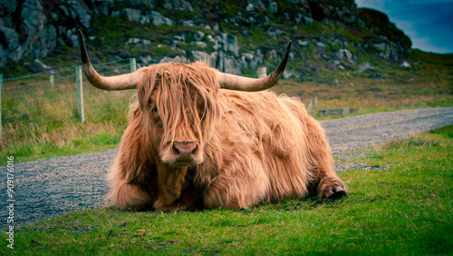 Highland cow on Harris