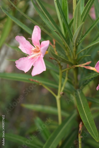 Nerium oleander in bloom, Pink siplicity bunch of flowers and green leaves on branches, Nerium Oleander shrub Pink flowers, ornamental shrub branches in daylight, bunch of flowers closeup