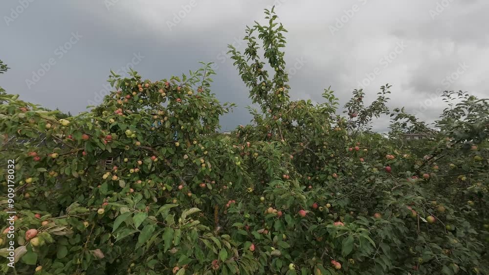 Apple trees in the garden strewn with ripe fruits. The camera flies through the trees Apple trees in the garden strewn with ripe fruits. The camera flies through the trees