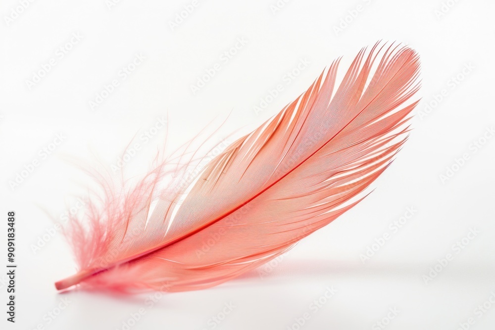 A single pink feather lies flat on a white background A single pink feather lies flat on a white background