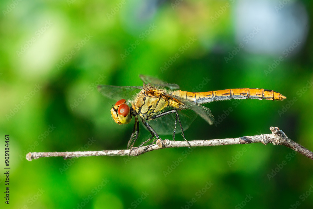 Sympétrum Sanguin (Sympetrum sanguineum) red dragonfly Sympétrum Sanguin (Sympetrum sanguineum) red dragonfly