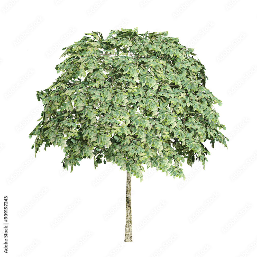 Fototapeta premium Green beautiful Plane tree isolated on white background