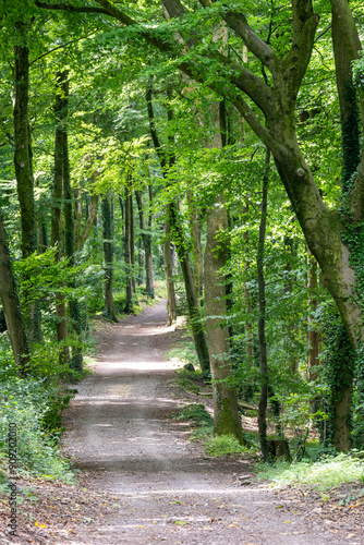 path in the woods