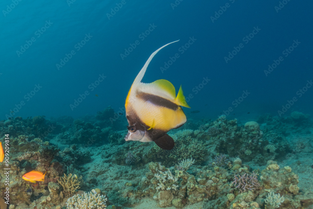 Fototapeta premium Fish swimming in the Red Sea, colorful fish, Eilat Israel 