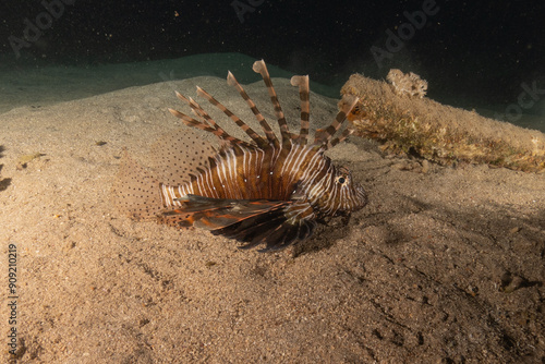 Lionfish in the Red Sea colorful fish, Eilat Israel
 photo