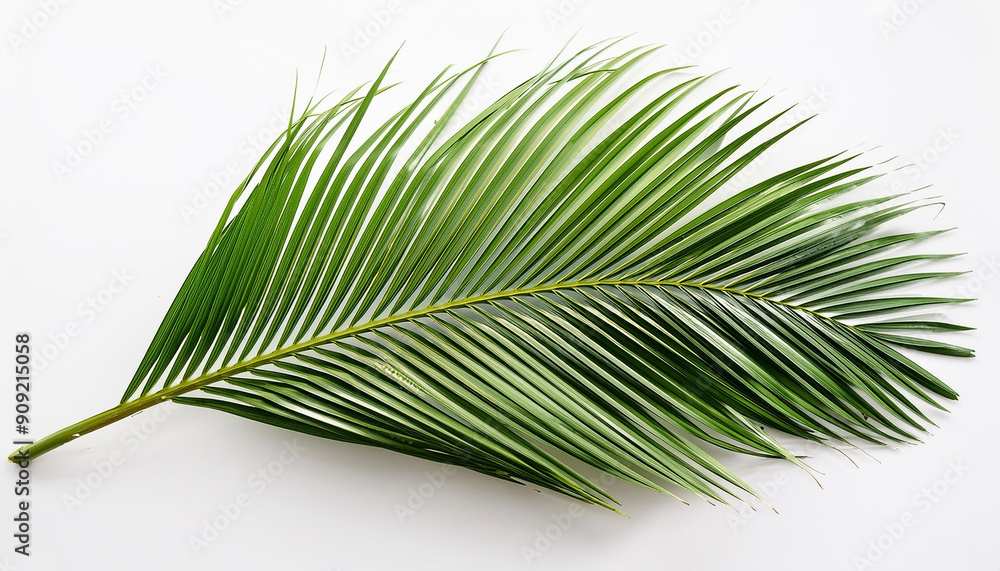 Obraz premium Coconut leaf fronds on a white background