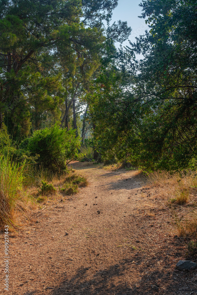 Fototapeta premium Forest on a sunny summer day in Kemer in Turkey