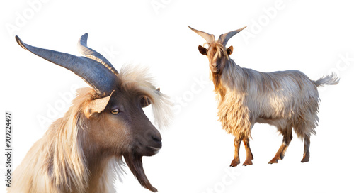 goat with big horns portrait and full length isolated on white background photo