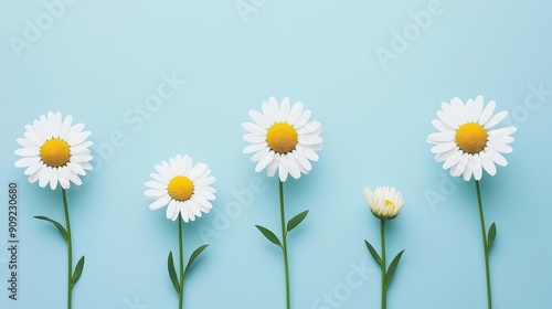 A row of white flowers with yellow centers are arranged in a row on a blue background. The flowers are all different sizes, with the largest one in the middle and the smallest one on the far right