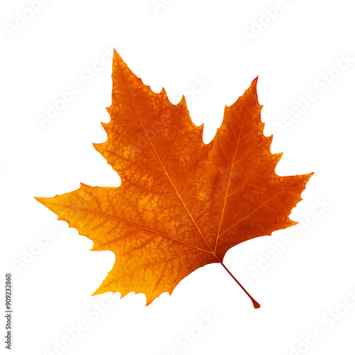 Wallpaper Mural 落ち葉のイラスト プラタナス リアル Torontodigital.ca