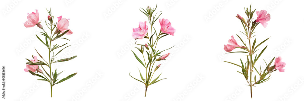 Fototapeta premium Set of A Godetia flower with dewdrops on its petals isolated on transparent background