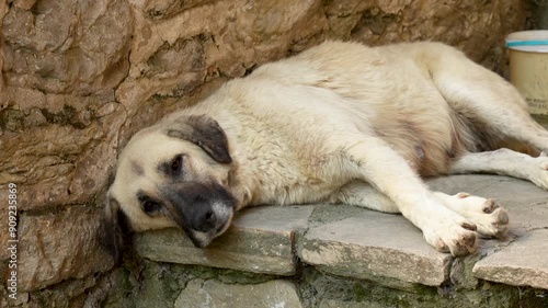 old stray female dog sleeping on the ground