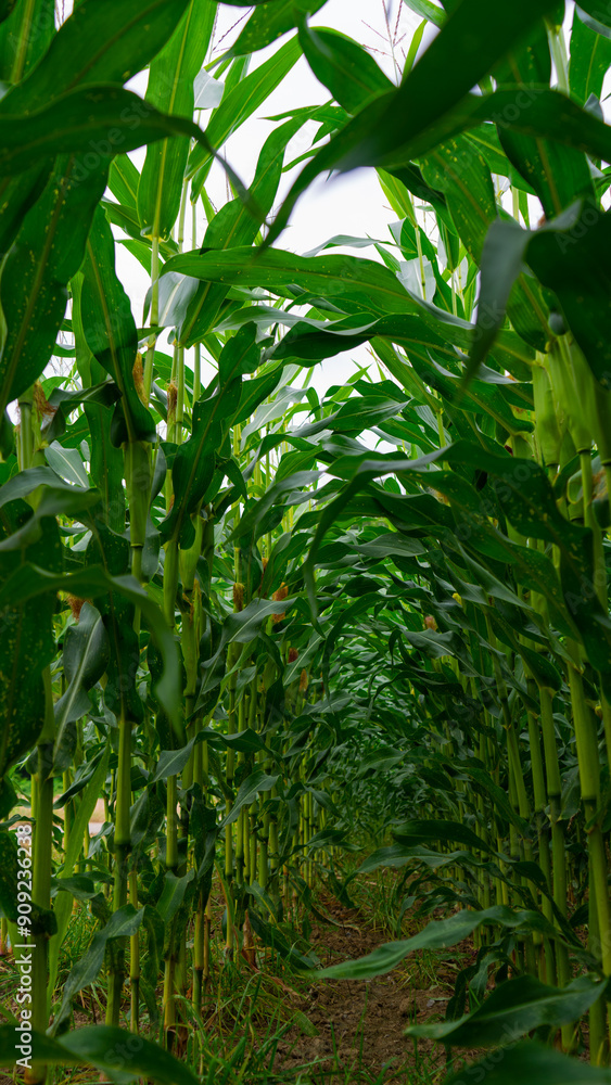 A closeup shot of corn , cornfield in summer. green corn leafs A closeup shot of corn , cornfield in summer. green corn leafs