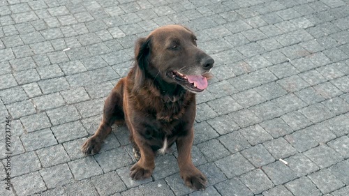 black dog sitting in the middle of the street 
