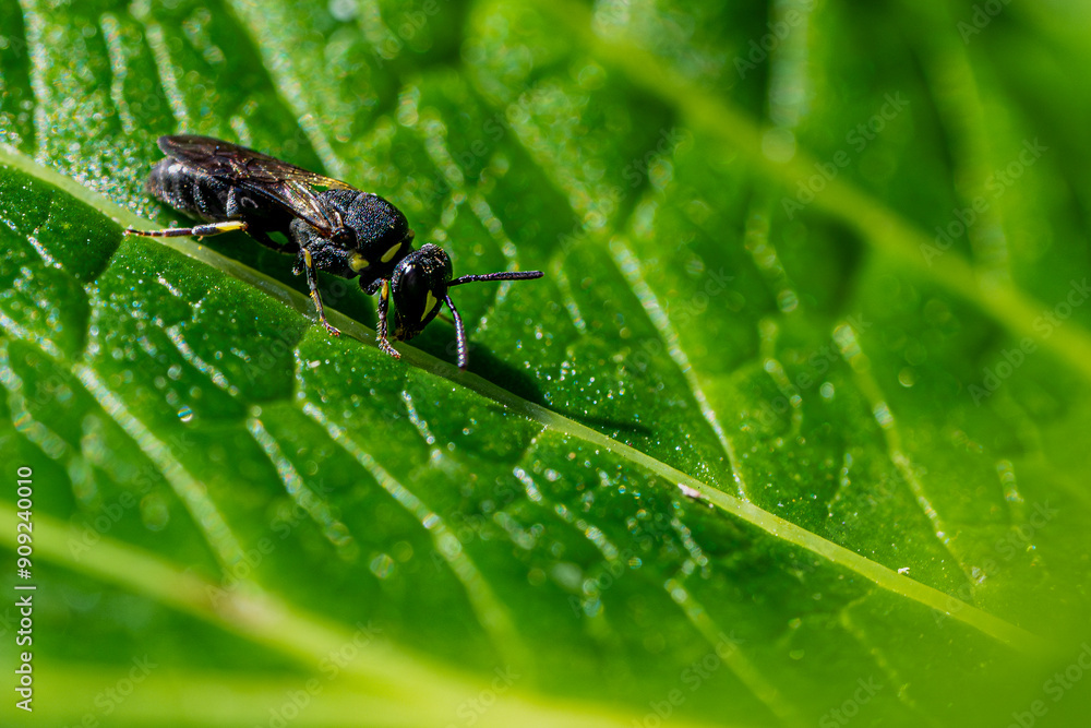fly on leaf fly on leaf
