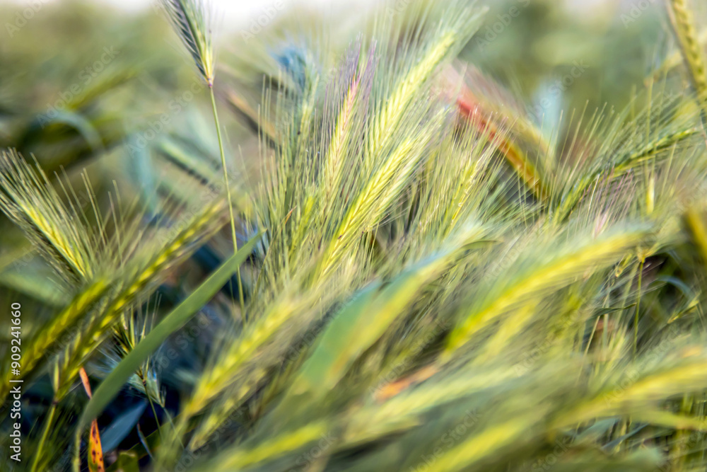 close up selective view of wheat field in summer close up selective view of wheat field in summer