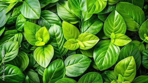  A photo of numerous green leaves stacked on top of each other, creating layers