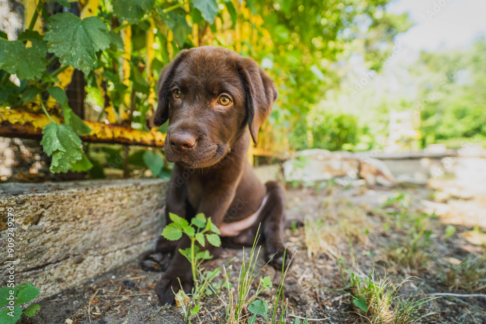 Brown Labrador puppy with a smiling face. Brown Labrador puppy with a smiling face.