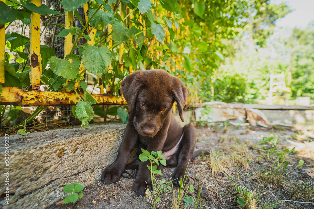 Brown Labrador puppy with a smiling face.